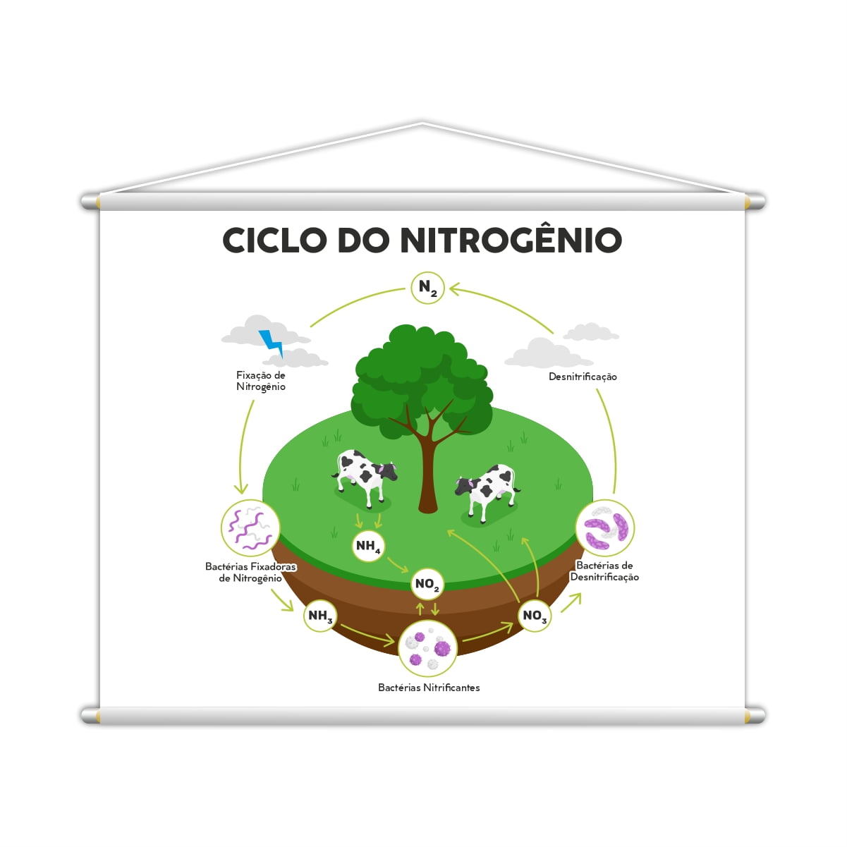 Ciclo do Nitrogênio Biologia Banner Escolar Pedagógico