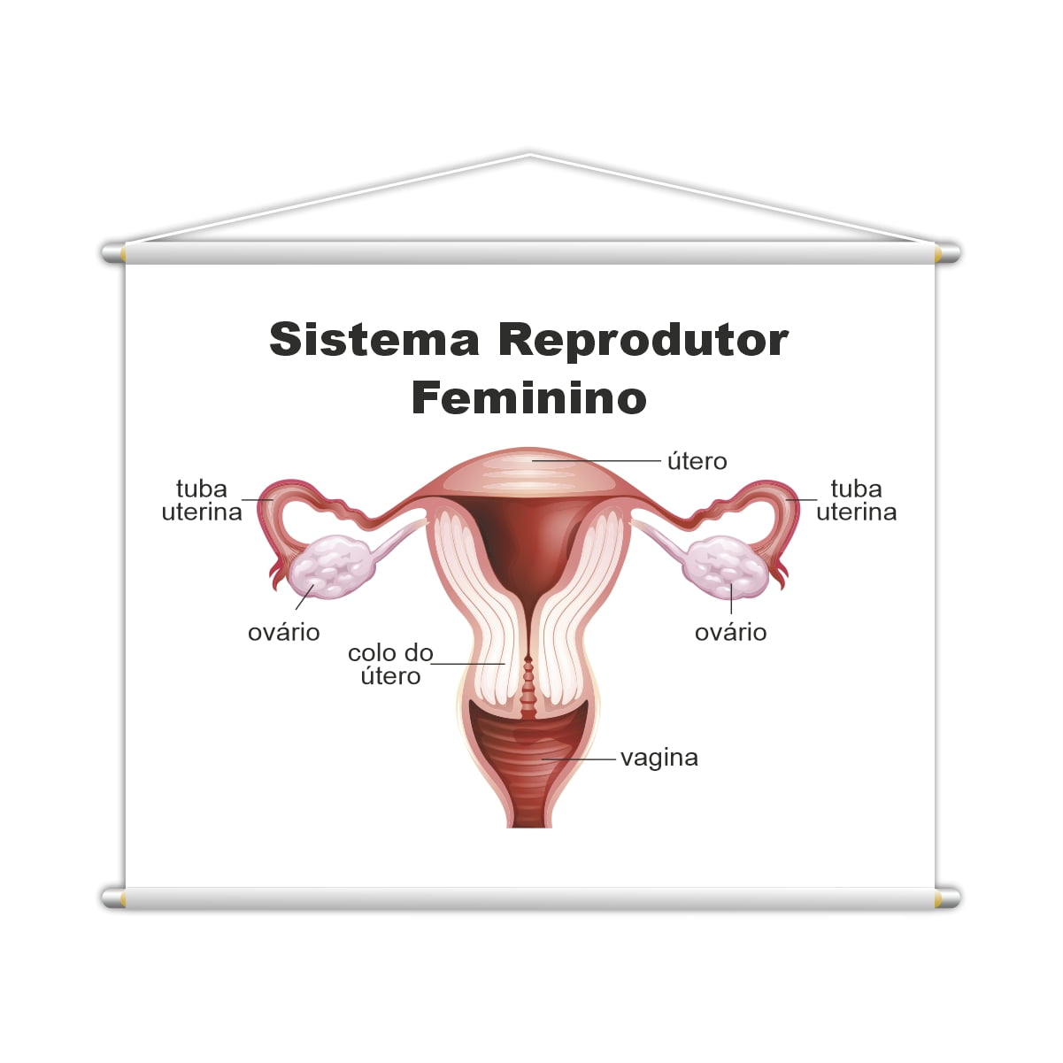 Sistema Reprodutor Feminino Biologia Banner Escolar Pedagógico