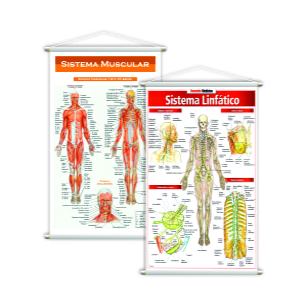 Sistema Linfático + Sistema Muscular Kit 2 Banners