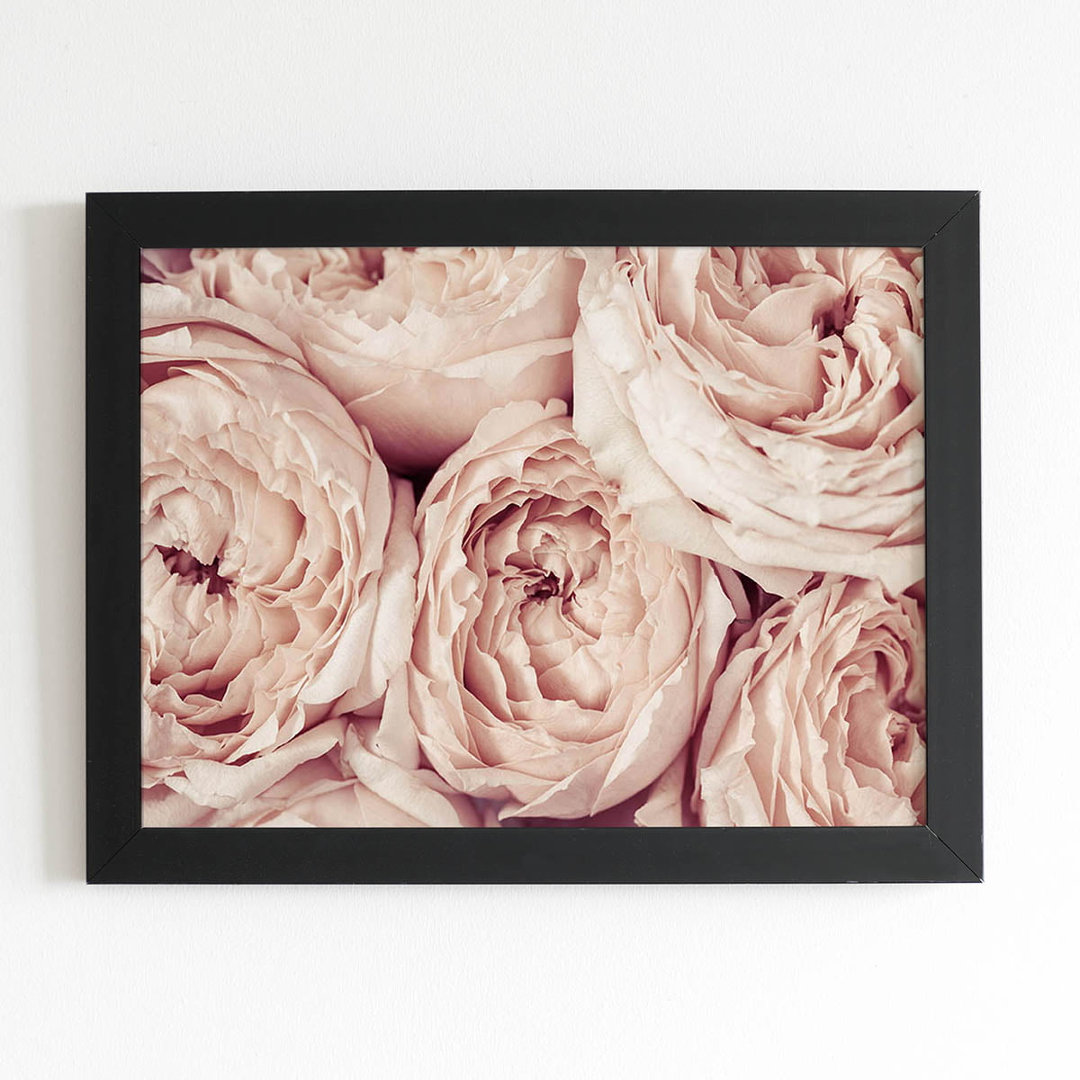 Quadro Peônia Rosa Bege Flor Foto Moldura Preta 60x40cm