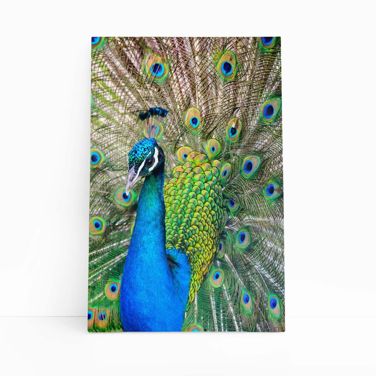 Pavão Ave Animais Natureza Decorativo Quadro Canvas