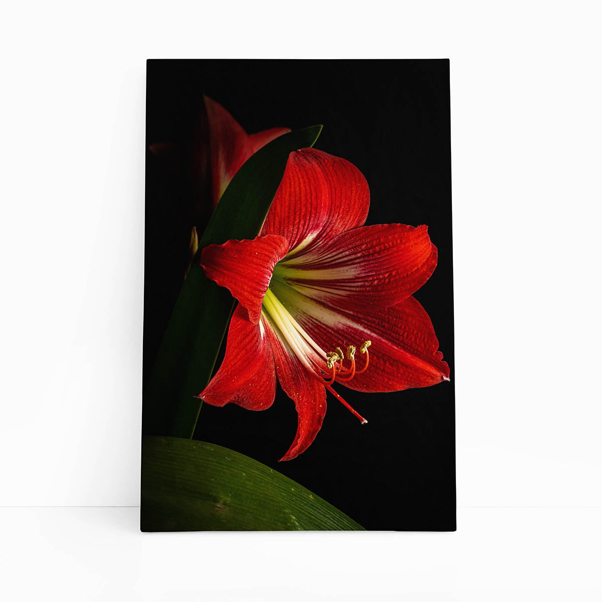Quadro Amarilis Flor da Imperatriz Vermelha Canvas