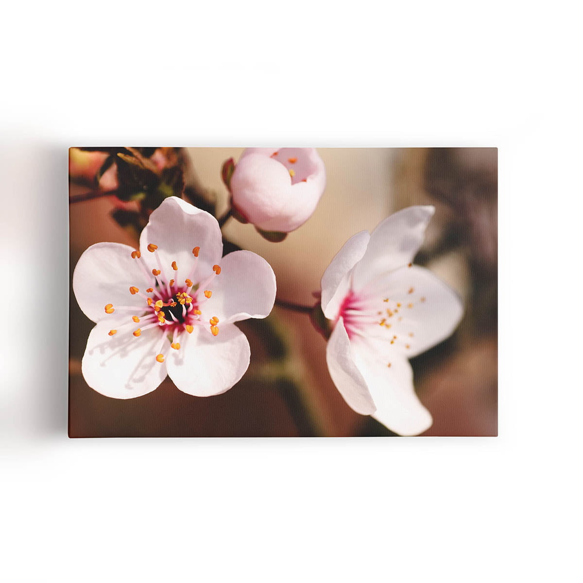 Quadro Cerejeira Okinawa Flores Fotografia Canvas