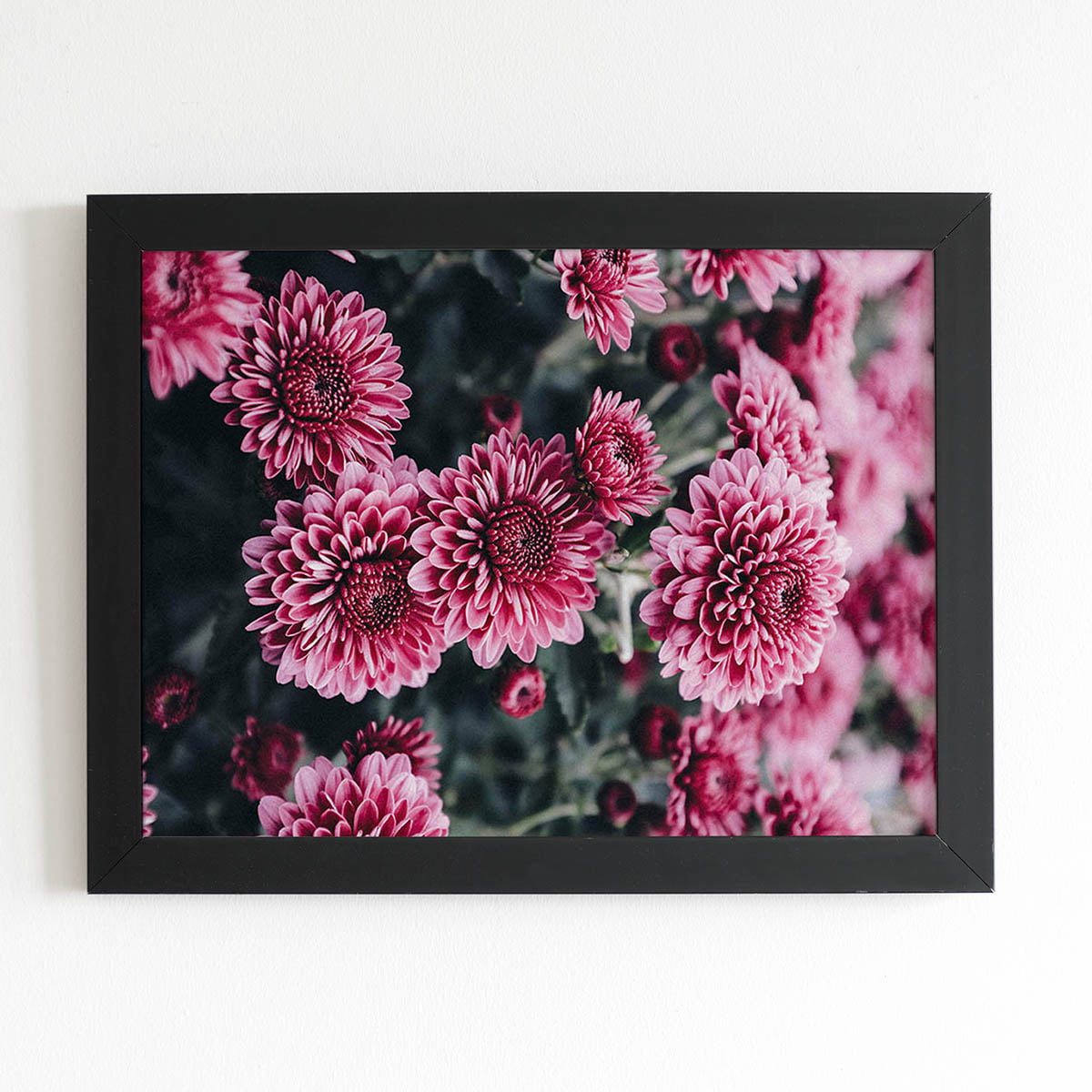 Quadro Chrysanthemum Morifolium Flor Moldura Preta 60x40cm 