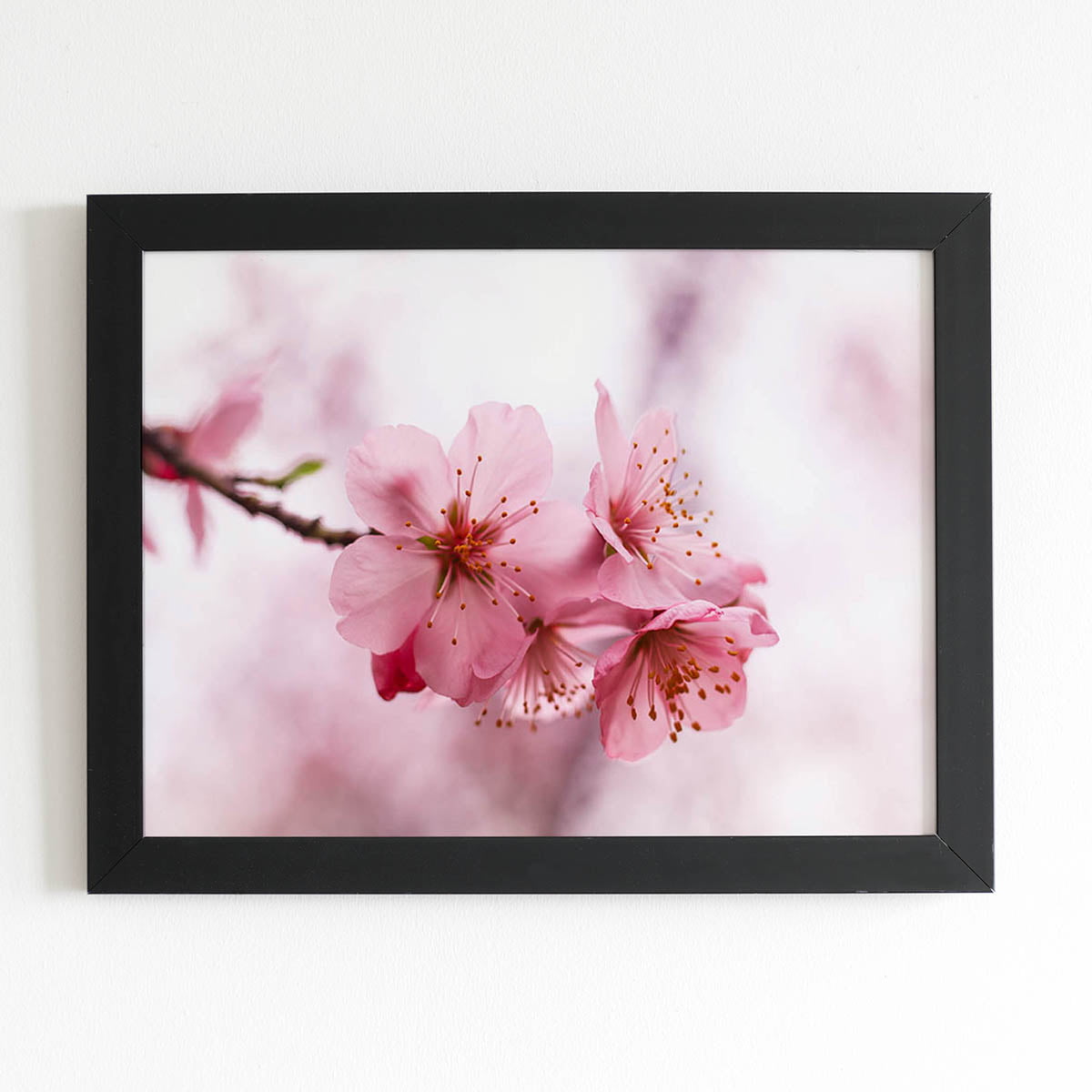 Quadro Flores de Cerejeira Rosa Sakura Moldura Preta 60x40cm