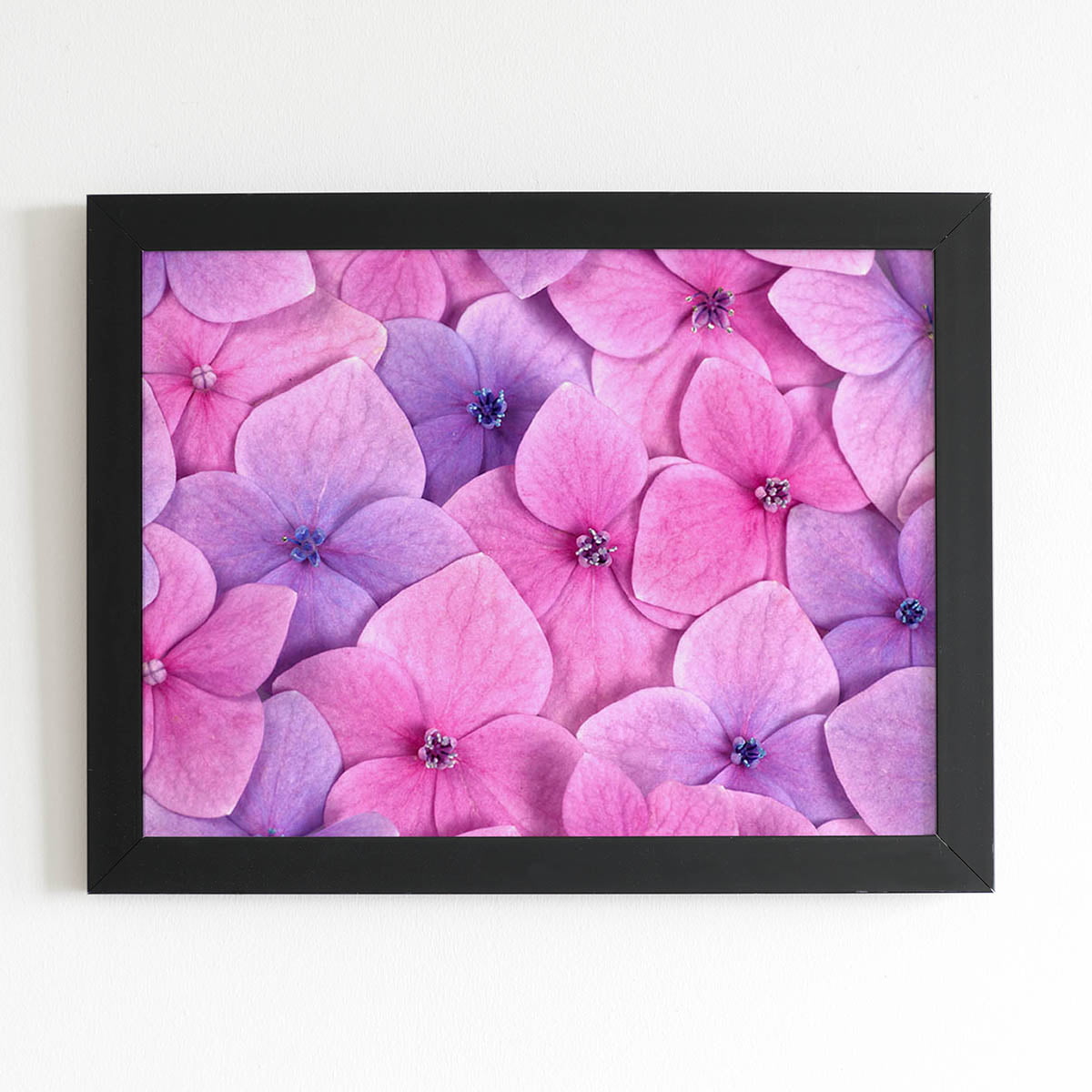 Quadro Hortênsias Roxas e Rosas Foto Moldura Preta 60x40cm