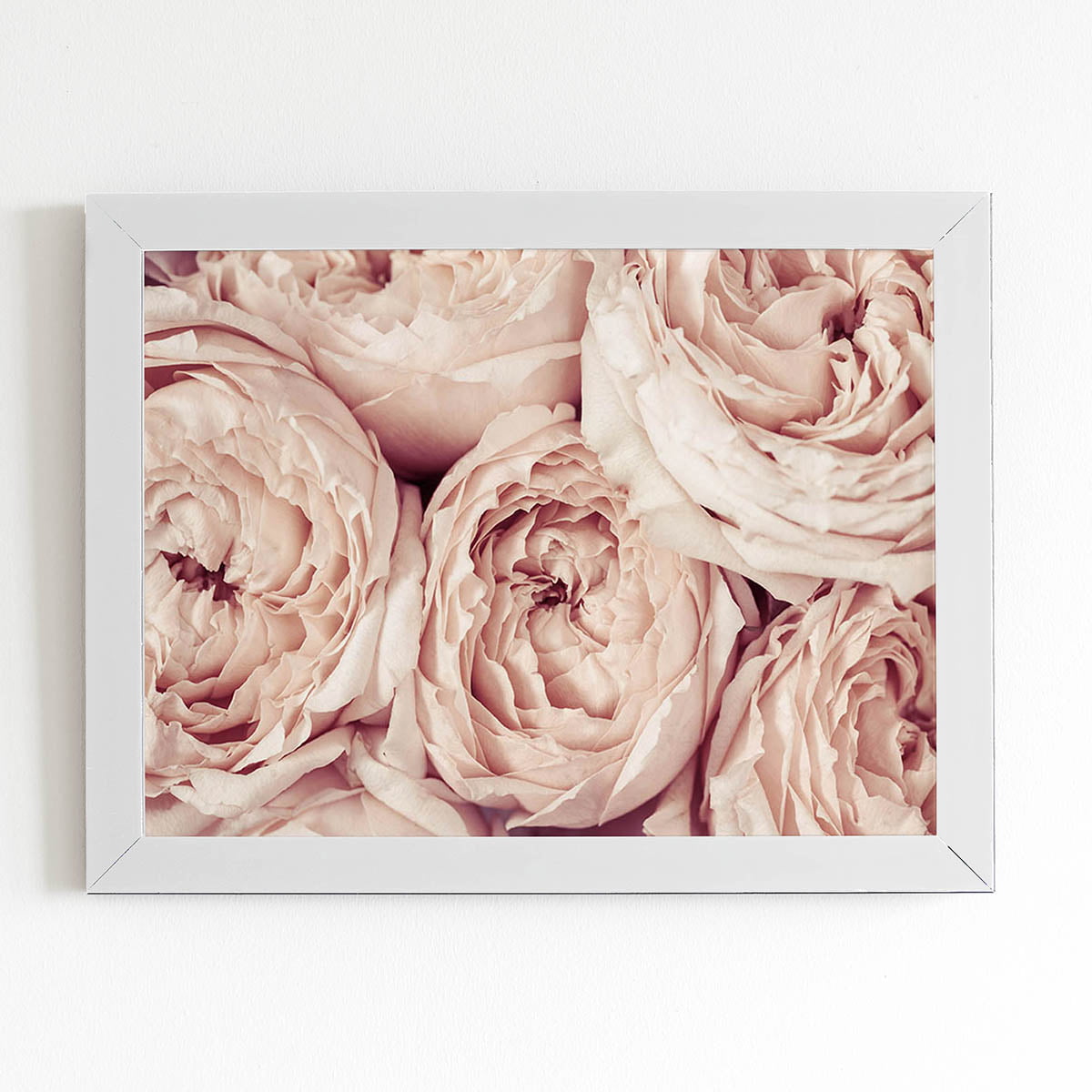 Quadro Peônia Rosa Bege Flor Foto Moldura Branca 60x40cm