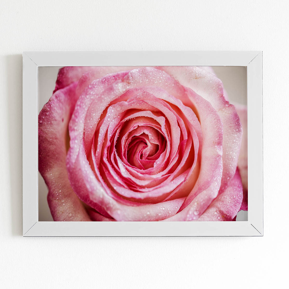 Quadro Rosa com Orvalhos Fotografia Moldura Branca 60x40cm 