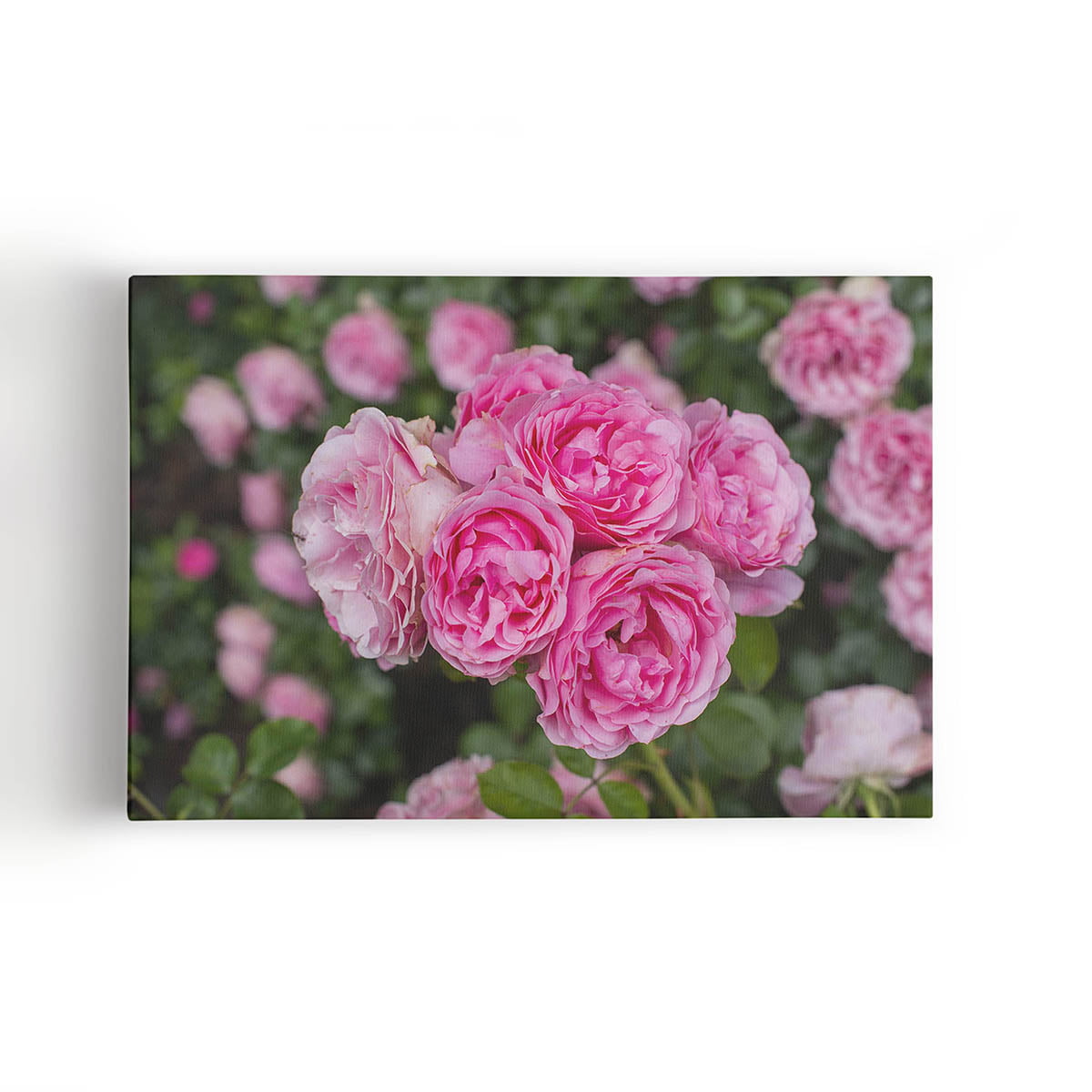 Quadro Rosa Flores Planta Natureza Foto Canvas