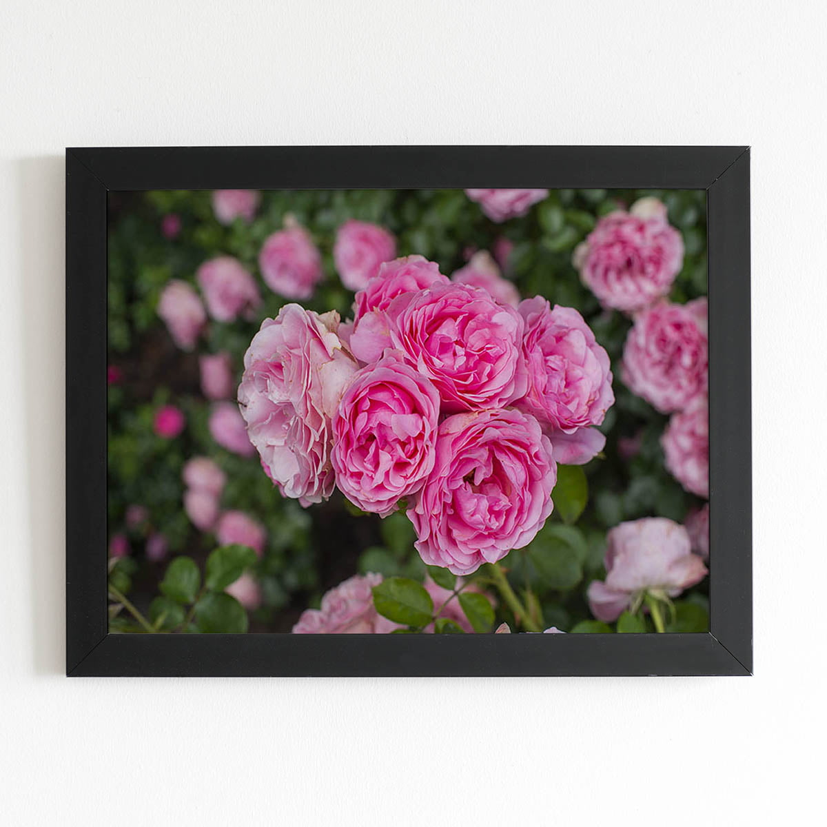Quadro Rosa Flores Planta Natureza Moldura Preta 60x40cm 