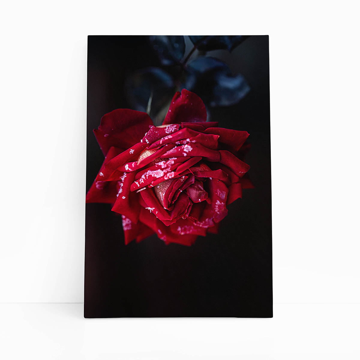 Quadro Rosa Vermelha com Orvalho Fotografia Canvas