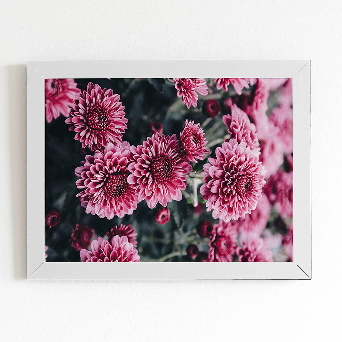 Quadro Chrysanthemum Morifolium Flor Moldura Branca 60x40cm
