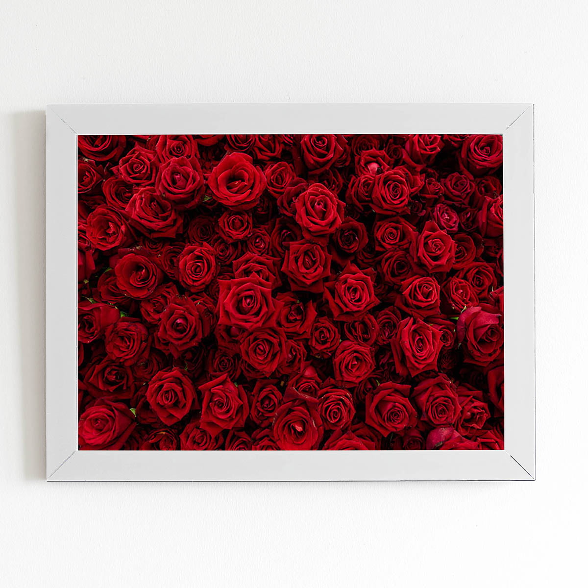Quadro Rosas Vermelhas Decorativo Moldura Branca 60x40cm 