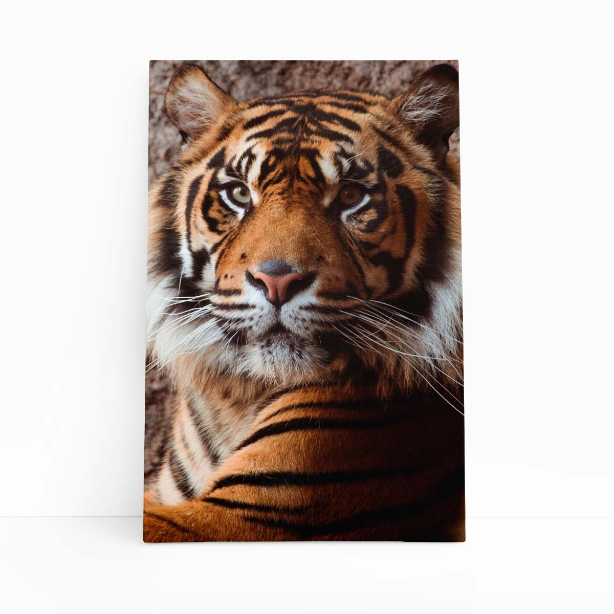 Tigre Fotografia Animal Decorativo Quadro Canvas