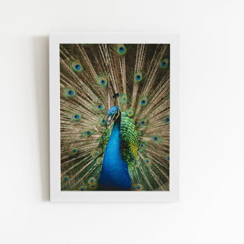 Pavão Azul Animais Fotografia Quadro Moldura Branca 60x40cm