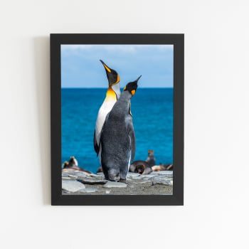 Pinguins Animais Oceano Mar Quadro Moldura Preta 60x40cm