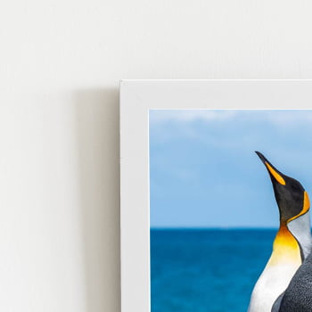 Pinguins Animais Oceano Mar Quadro Moldura Branca 60x40cm