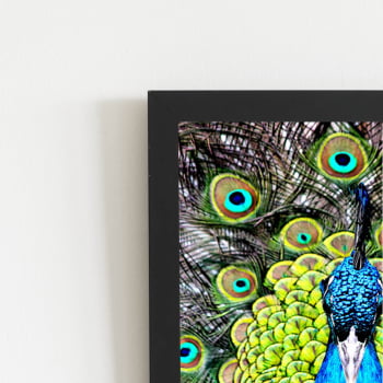 Pavão Animais Arte Colorido Quadro Moldura Preta 60x40cm
