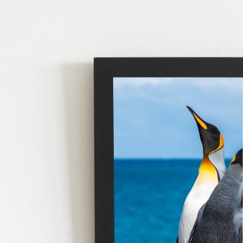 Pinguins Animais Oceano Mar Quadro Moldura Preta 60x40cm