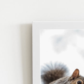 Esquilo Árvore Foto Animais Quadro Moldura Branca 60x40cm