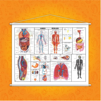 Banner Corpo Humano Completo Anatomia Medicina Pedagógico Didático