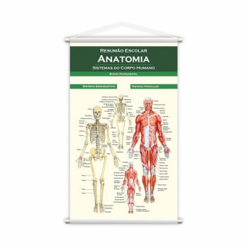 Banner Resumão de Anatomia para Estudantes de Medicina Pedagógico Didático