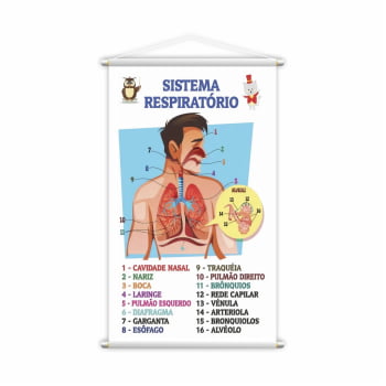 Banner Pedagógico Escolar Sistema Respiratório Aprendizado Visual