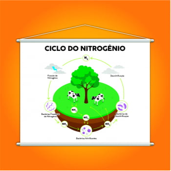 Ciclo do Nitrogênio Biologia Banner Escolar Pedagógico
