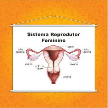 Sistema Reprodutor Feminino Biologia Banner Escolar Pedagógico