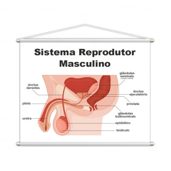 Sistema Reprodutor Masculino Biologia Banner Escolar Pedagógico