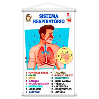 Sistema Respiratório + Digestivo Kit 2 Banners