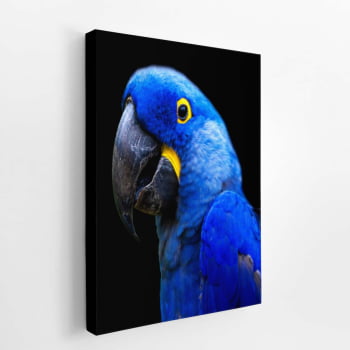 Arara Azul-grande Aves Animais Quadro Canvas 