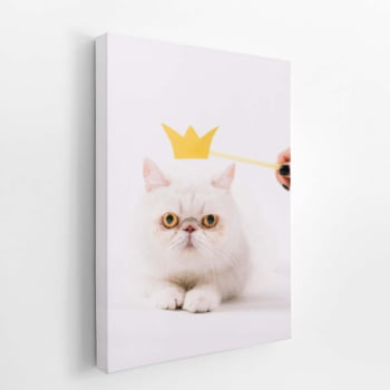 Gato Peludo Branco Coroa Pets Animais Quadro Canvas 