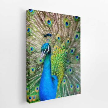 Pavão Ave Animais Natureza Decorativo Quadro Canvas