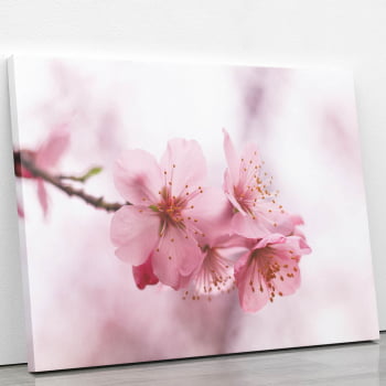 Quadro Flores de Cerejeira Rosa Sakura Foto Canvas