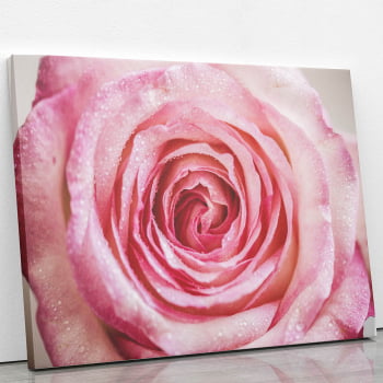 Quadro Rosa com Orvalhos Fotografia Canvas