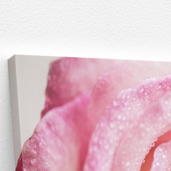Quadro Rosa com Orvalhos Fotografia Canvas