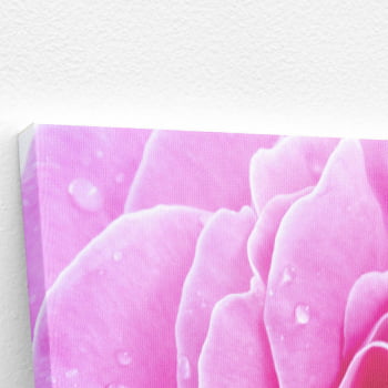 Quadro Rosa Flor Fotografia em Foco Canvas 
