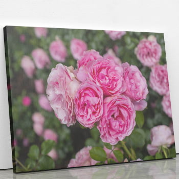 Quadro Rosa Flores Planta Natureza Foto Canvas