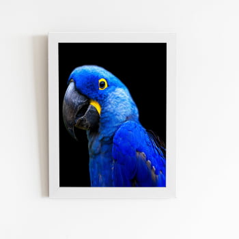 Arara Azul-grande Aves Animais Quadro Moldura Branca 60x40cm 