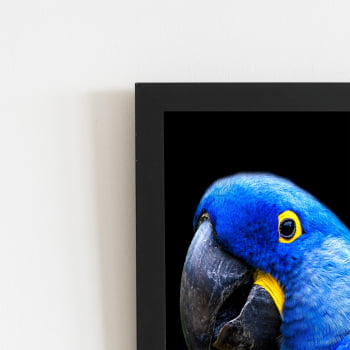 Arara Azul-grande Aves Animais Quadro Moldura Preta 60x40cm 