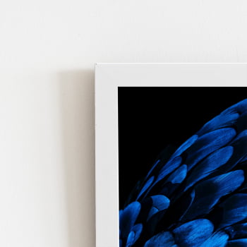 Arara Penas Azuis Asas Aves Quadro Moldura Branca 60x40cm 
