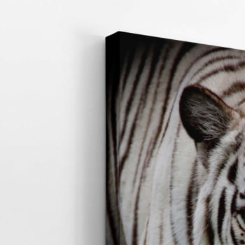 Tigre Branco Foto Animal Decorativo Quadro Canvas
