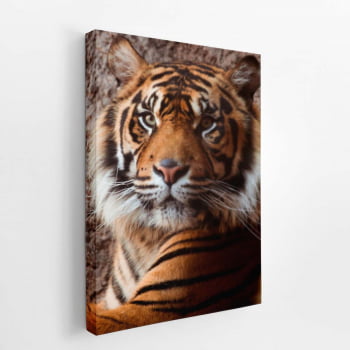 Tigre Fotografia Animal Decorativo Quadro Canvas